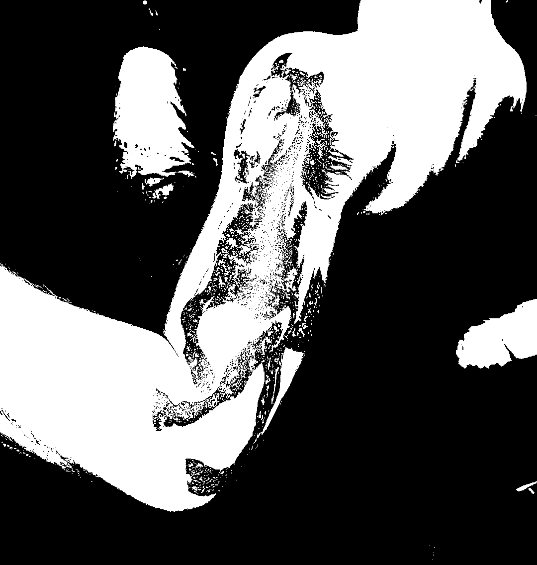 Image bitmap cheval